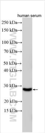 C2orf7 Antibody in Western Blot (WB)
