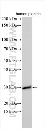 C2orf7 Antibody in Western Blot (WB)