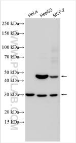 CYHR1 Antibody in Western Blot (WB)