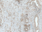 THSD4 Antibody in Immunohistochemistry (Paraffin) (IHC (P))