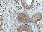 THSD4 Antibody in Immunohistochemistry (Paraffin) (IHC (P))
