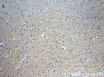 GBA Antibody in Immunohistochemistry (Paraffin) (IHC (P))