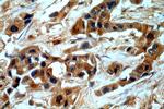 GBA Antibody in Immunohistochemistry (Paraffin) (IHC (P))