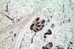 ABHD12B Antibody in Immunohistochemistry (Paraffin) (IHC (P))