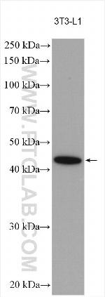 SOX8 Antibody in Western Blot (WB)
