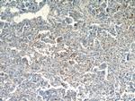 CPPED1 Antibody in Immunohistochemistry (Paraffin) (IHC (P))