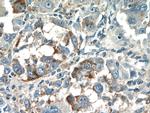 CPPED1 Antibody in Immunohistochemistry (Paraffin) (IHC (P))