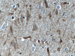 IIP45 Antibody in Immunohistochemistry (Paraffin) (IHC (P))