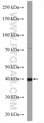 WDR74 Antibody in Western Blot (WB)