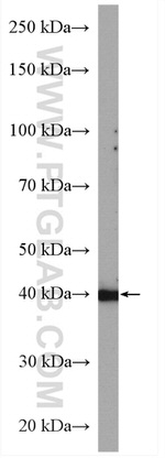 WDR74 Antibody in Western Blot (WB)