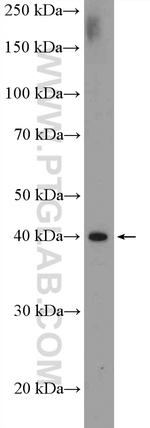 WDR74 Antibody in Western Blot (WB)