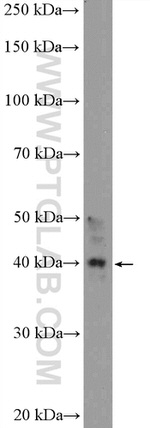 WDR74 Antibody in Western Blot (WB)