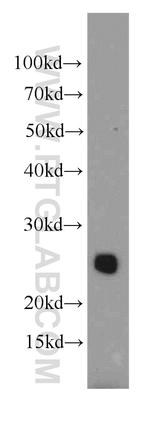 CCDC115 Antibody in Western Blot (WB)