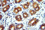 CHCHD6 Antibody in Immunohistochemistry (Paraffin) (IHC (P))