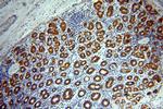 CHCHD6 Antibody in Immunohistochemistry (Paraffin) (IHC (P))