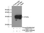 CHCHD6 Antibody in Immunoprecipitation (IP)