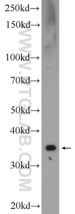 HERPUD2 Antibody in Western Blot (WB)