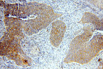 PTPIP51 Antibody in Immunohistochemistry (Paraffin) (IHC (P))
