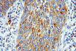 PTPIP51 Antibody in Immunohistochemistry (Paraffin) (IHC (P))