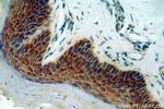 PTPIP51 Antibody in Immunohistochemistry (Paraffin) (IHC (P))