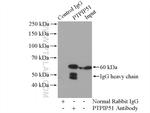 PTPIP51 Antibody in Immunoprecipitation (IP)