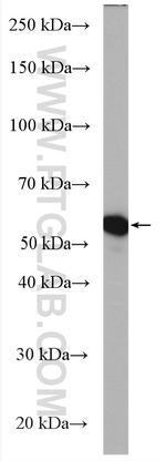 PTPIP51 Antibody in Western Blot (WB)