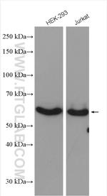 PTPIP51 Antibody in Western Blot (WB)