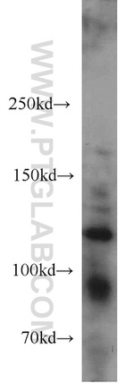 ANO2 Antibody in Western Blot (WB)