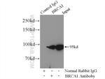 BRCA1 Antibody in Immunoprecipitation (IP)