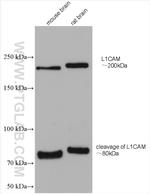 L1CAM Antibody in Western Blot (WB)