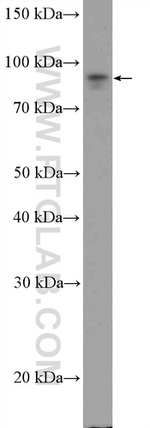 UBF1 Antibody in Western Blot (WB)