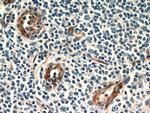 Stabilin-1 Antibody in Immunohistochemistry (Paraffin) (IHC (P))
