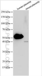 Synaptotagmin-8 Antibody in Western Blot (WB)
