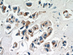 IL17RB Antibody in Immunohistochemistry (Paraffin) (IHC (P))