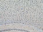 DOCK3/MOCA Antibody in Immunohistochemistry (Paraffin) (IHC (P))