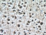 DOCK3/MOCA Antibody in Immunohistochemistry (Paraffin) (IHC (P))