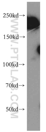 DOCK3/MOCA Antibody in Western Blot (WB)