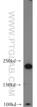 DOCK3/MOCA Antibody in Western Blot (WB)