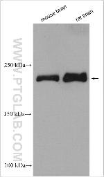 DOCK3/MOCA Antibody in Western Blot (WB)