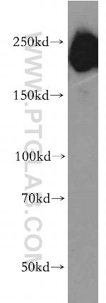 DOCK3/MOCA Antibody in Western Blot (WB)