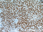 RELN Antibody in Immunohistochemistry (Paraffin) (IHC (P))