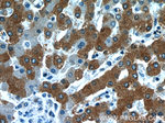 RELN Antibody in Immunohistochemistry (Paraffin) (IHC (P))