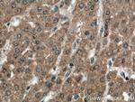 RELN Antibody in Immunohistochemistry (Paraffin) (IHC (P))