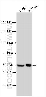 NRG2 Antibody in Western Blot (WB)
