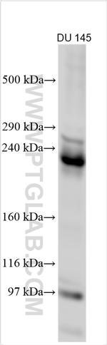 AGRN Antibody in Western Blot (WB)