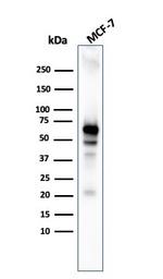 AKT1 Antibody in Western Blot (WB)