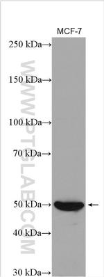 RUNX2 Antibody in Western Blot (WB)