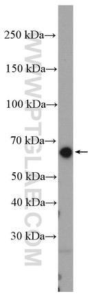 RUNX2 Antibody in Western Blot (WB)