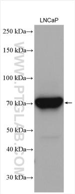 ACSL3 Antibody in Western Blot (WB)