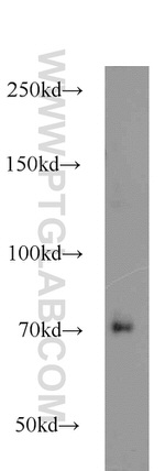 ACSL3 Antibody in Western Blot (WB)